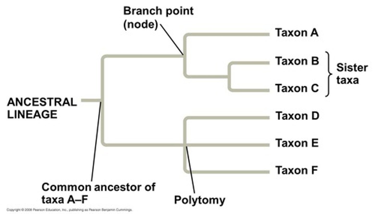 <p>the representation on a phylogenetic tree of the divergence of two or more taxa from a common ancestor</p>