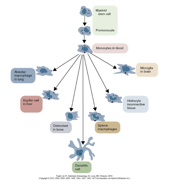 <p>the organ in which they reside</p>