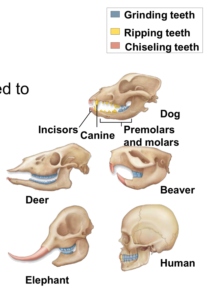 <p>Discuss the adaption of specialised teeth in class Mammalia </p>