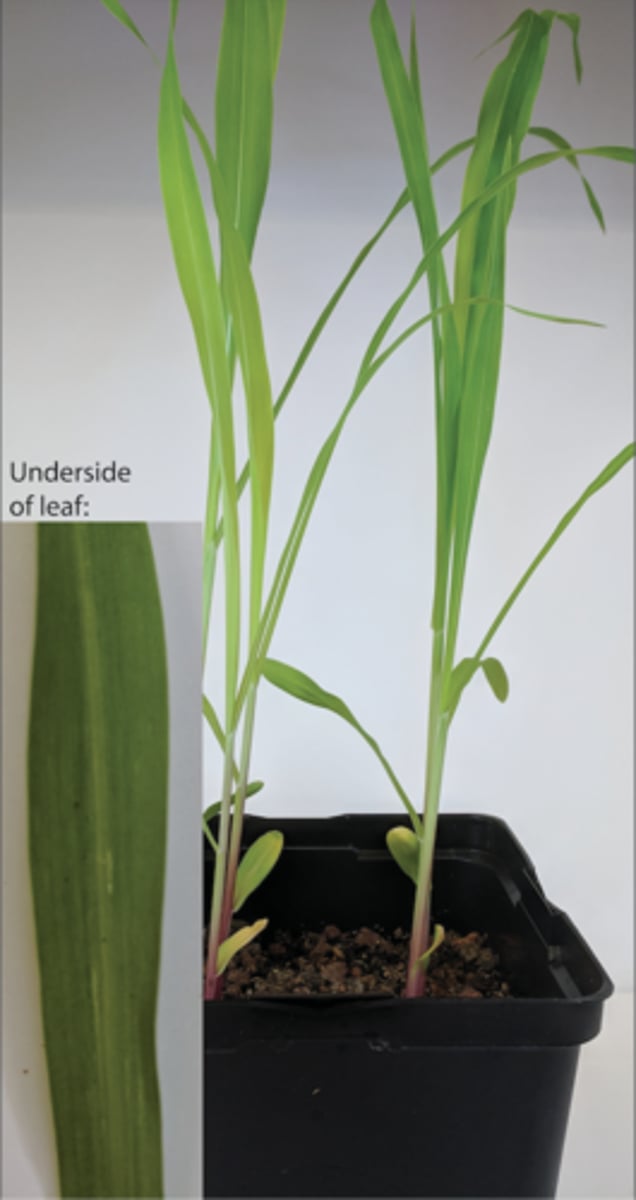 <p>A seed with two cotyledons</p>