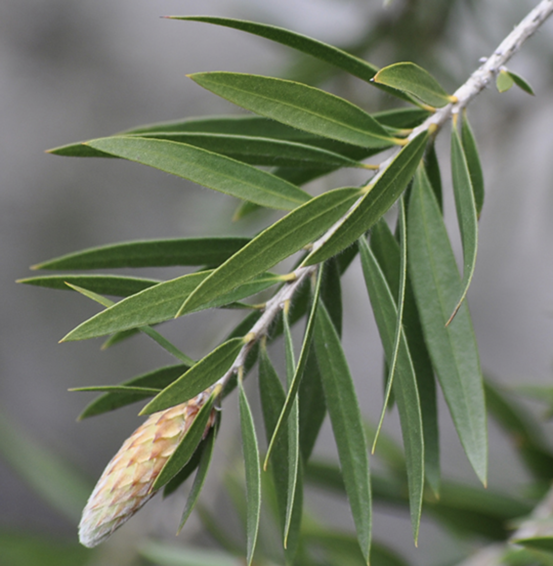 <p><em>Callistemon viminalis</em><span> </span></p>