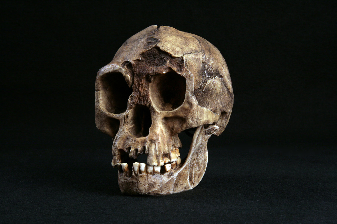 <p><em>Homo florensiensis (H. florensiensis)</em></p>