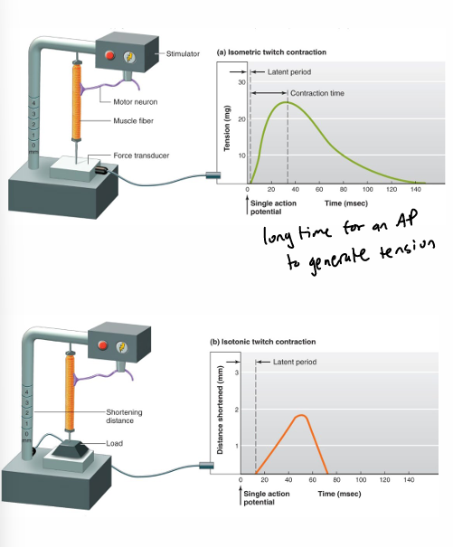 <p>tension- force that a muscle fiber generates to oppose another force called a load, which is exerted on the muscle by an object </p><ul><li><p>ex. pulling on a rope w/2 ppl pulling in opp directions (tension is from rope stretching from being pulled, load is the force being exerted on rope)</p></li></ul><p>twitch- mechanical response of a muscle fiber to one AP; small amt of tension </p><ul><li><p>isometric twitch contraction- generate tension but <strong>don’t </strong>shorten the muscle (load is greater than the force generated by muscle)</p></li><li><p>isotonic twitch contraction- <strong>do </strong>shorten the muscle </p><ul><li><p>ex. doing a pushup: legs are isometric and arms are isotonic</p></li></ul></li></ul><p></p><p></p>