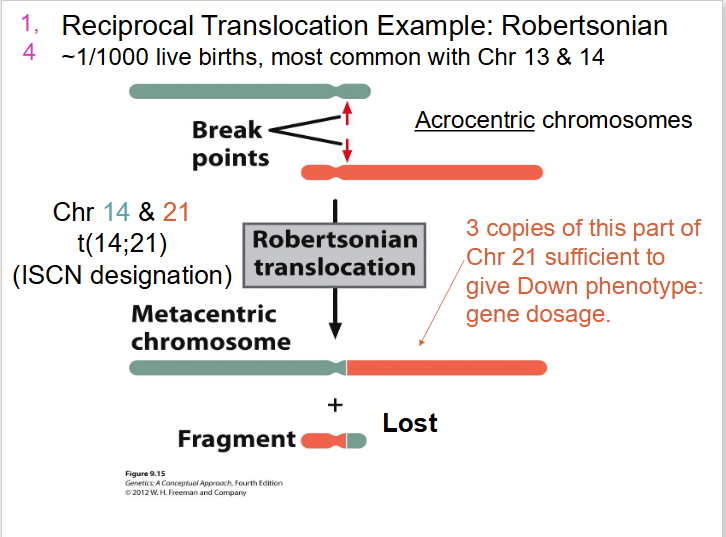 <p>- Acrocentric chromosomes</p><p>- 3 copies of this part of Chr 21 sufficient to give down phenotype: gene dosage</p><p>- we end up with one really long one and one really short one, so short that the cell won't detect it and it will be lost. the long one contains most of genes from 21 and 14</p>