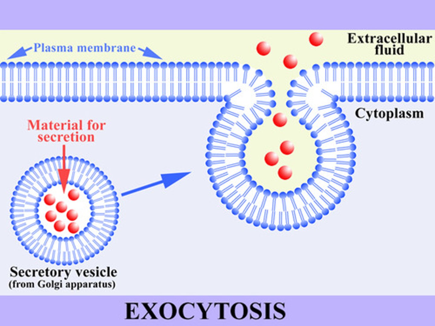 <p>a process by which the contents of a cell vacuole are released to the exterior through fusion of the vacuole membrane with the cell membrane.</p>