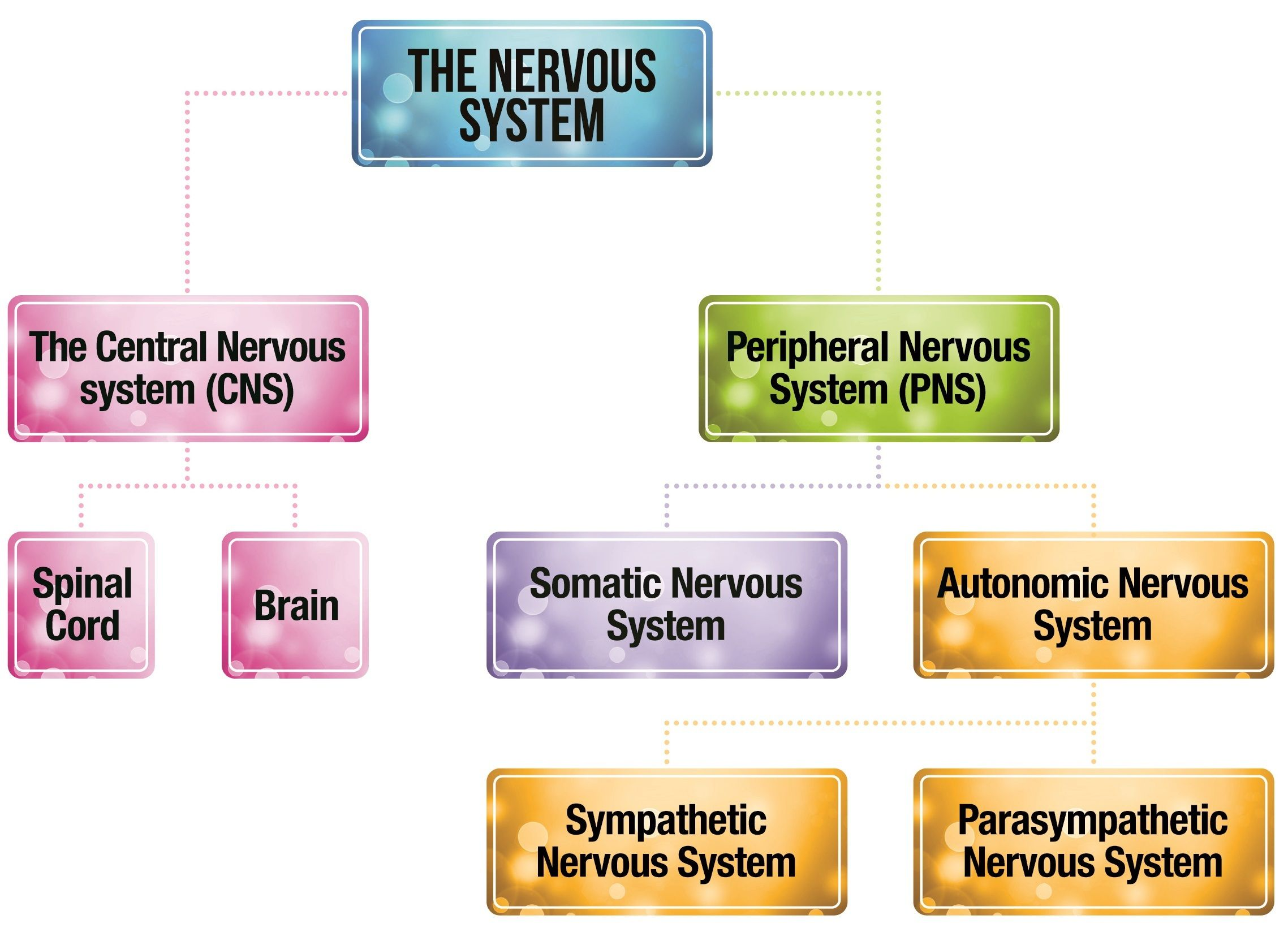 <p><strong>Parasympathetic</strong> – relaxes body after stress or danger(homeostatis, rest &amp; digest)</p><p><strong>Sympathetic</strong> – response to stress or danger(fight-flight-freeze)</p><p><strong>Enteric</strong> – the system of nerves connecting the gut and digestive tract to the brain. (Gut-brain axis)</p>