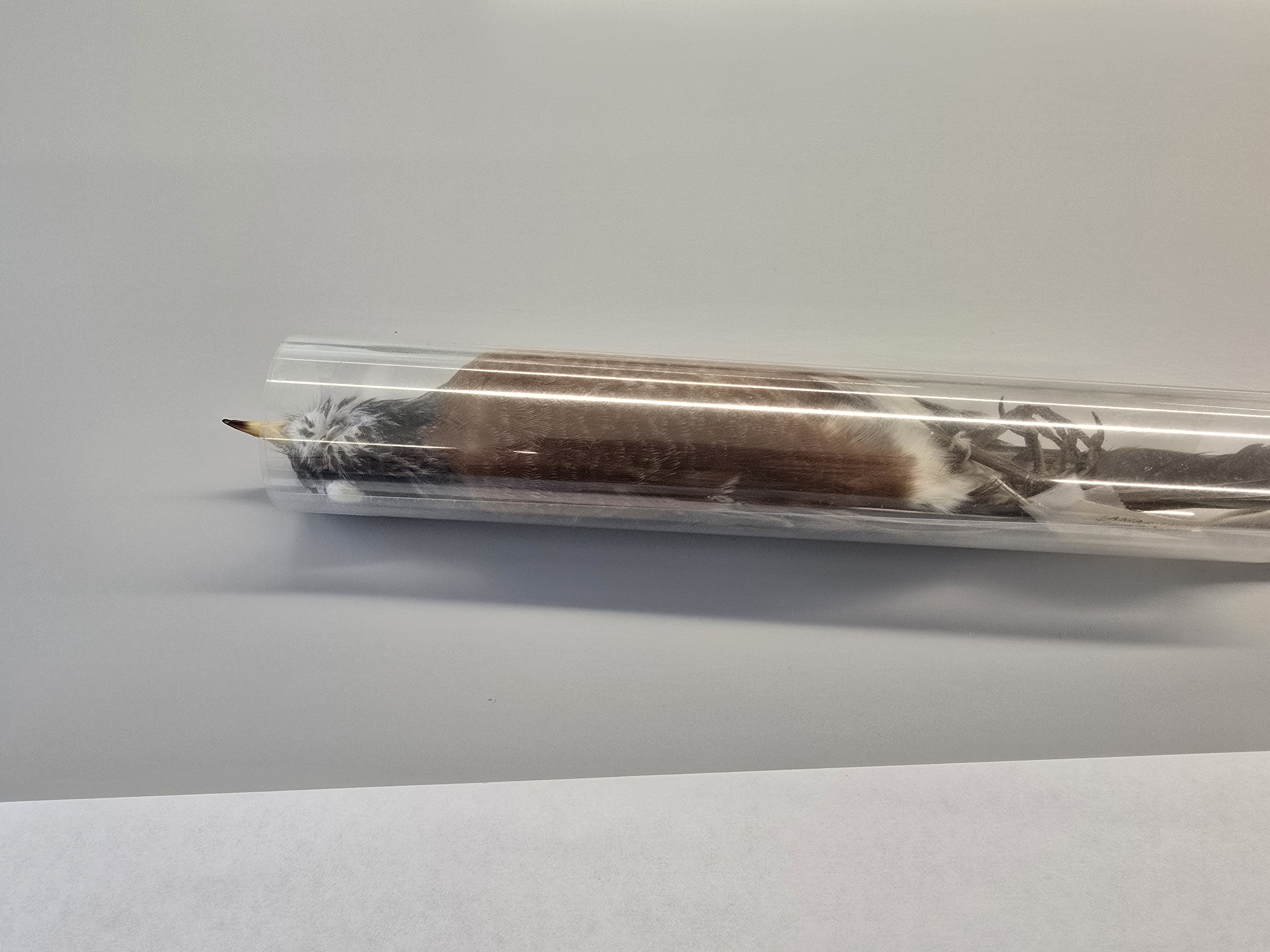 <p><span><span>Turdus migratorius</span></span></p>