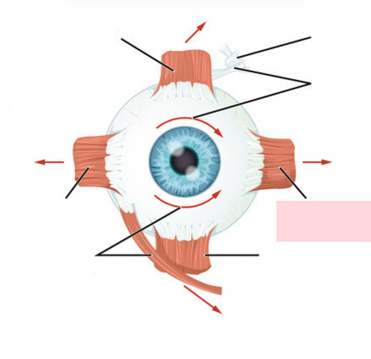 <p>Label the Diagram</p>