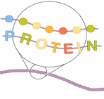 <p>Determined by the sequence of amino acids held together by covalent bonds, called peptide bonds</p>