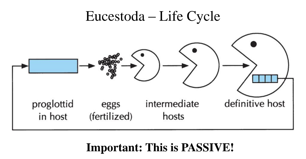 <p><br>• Most have a vertebrate definitive host (host that houses the parasite until sexual maturity) and an invertebrate or vertebrate intermediate host(s) <br>• After leaving the vertebrate host (waste) are eaten by the intermediate host <br>• Take up residence in the hosts tissues and reproduce asexually <br>• Encyst until the intermediate host is eaten by another intermediate host or the definitive host <br>• Humans can become infected be eating undercooked beef, pork, or fish — more common in underdeveloped countries<br>• Fun fact: Whale tapeworms can be 30 m long!<br><br>PASSIVE - REQUIRES ANIMALS IN CYCLE TO EAT SHIT OR COME IN CONTACT WITH IS</p>