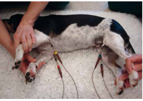 <p>Patient Preparation - Positioned in right lateral recumbency </p>