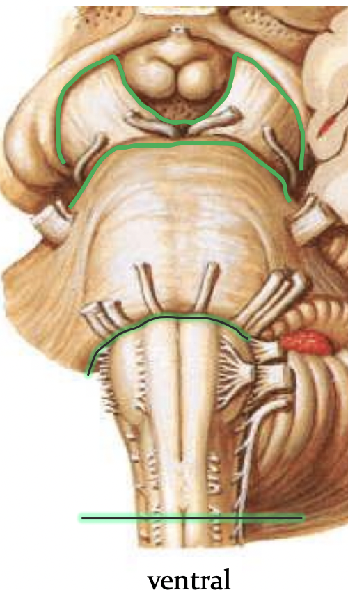 <p>Midbrain: </p><ul><li><p>CN III (oculomotor)</p></li><li><p>CN IV (trochlear) </p></li></ul><p>Pons: </p><ul><li><p>CN V (trigeminal)</p></li><li><p>CN VI (abducens) </p></li><li><p>CN VII (facial) </p></li><li><p>CN VIII (vestibulocochlear) </p></li></ul><p>Medulla: </p><ul><li><p>CN IX (glossopharyngeal) </p></li><li><p>CN X (vagus)</p></li><li><p>CN XI (accessory)</p></li><li><p>CN XII (hypoglossal) </p></li></ul><p></p>