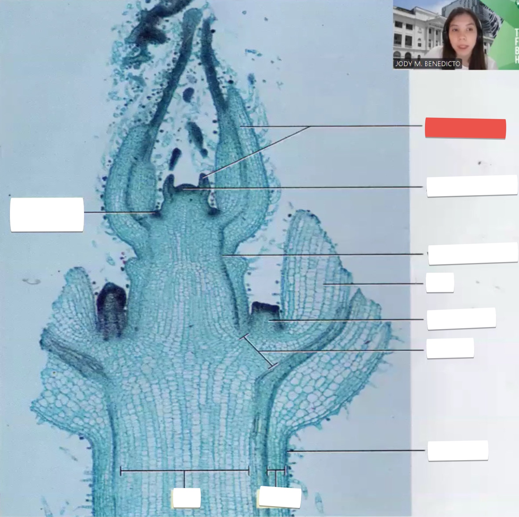 <p>identify the part in red</p>