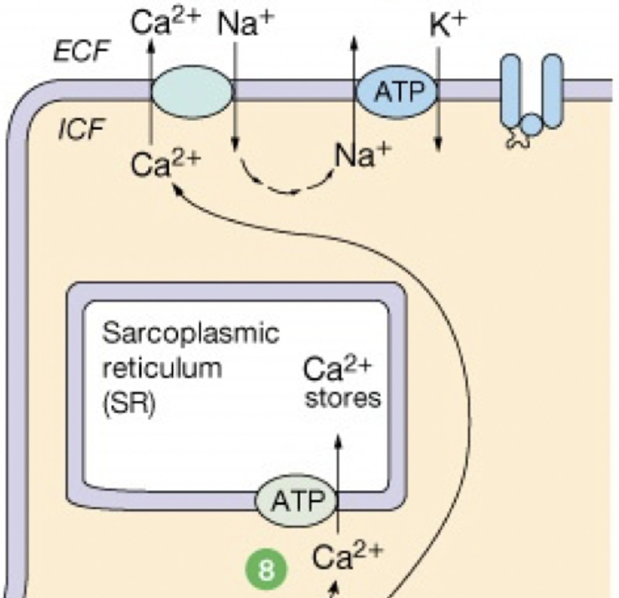 <p>active transport (requires ATP)-- ATPase SERCA</p>