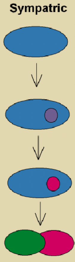 <p>sympatric speciation</p>