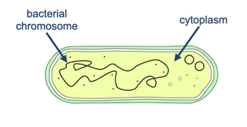 <p>Where is the DNA found in prokaryotic cells?</p>