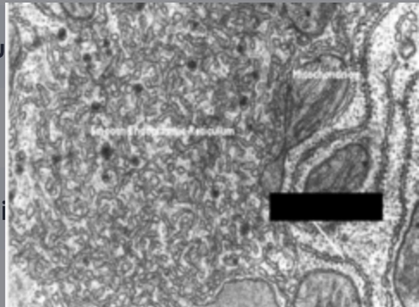 <p>Identify the specific structure</p>