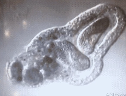 <p>Identify the parasite.</p>