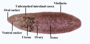 <p><em>Fasciolopsis buski</em> adult</p>