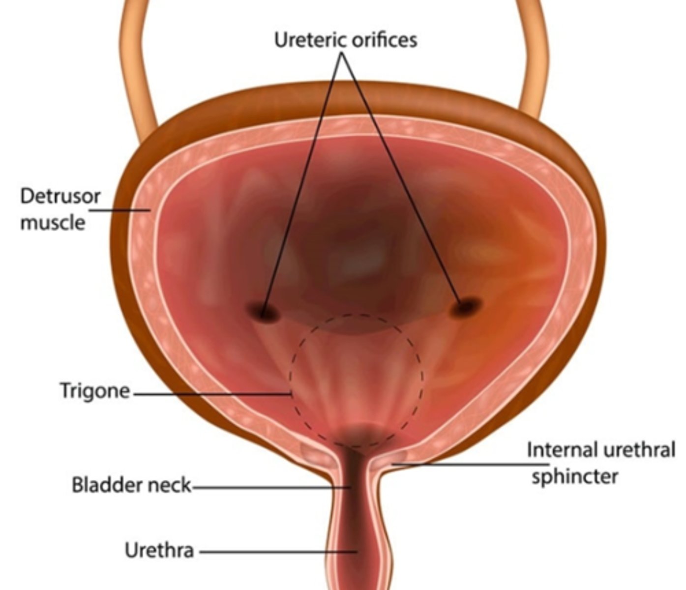 <p>trigone; urethral orifice</p>