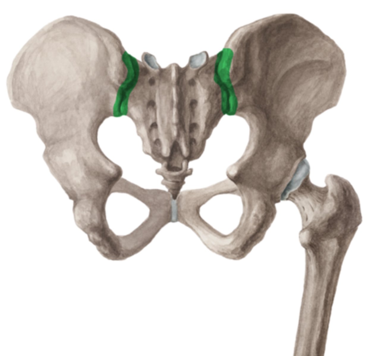 <p>articulatio sacroiliaca</p>