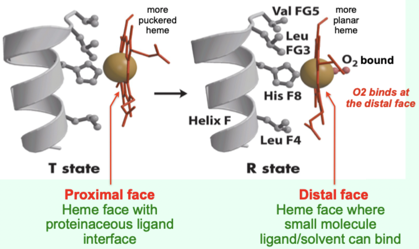 <p>Iron is pulled toward the proximal His ligand.</p>