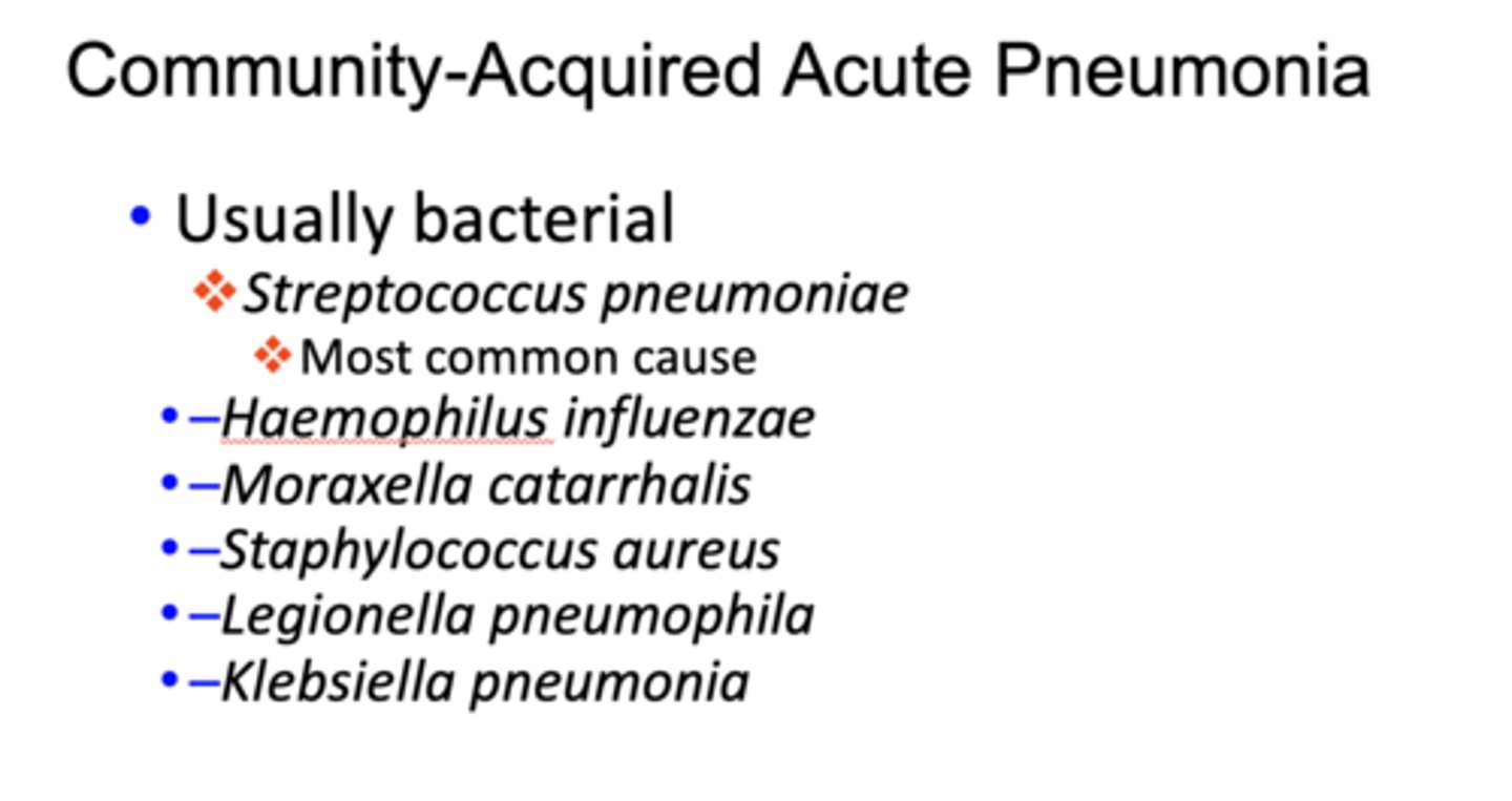 <p>Streptococcus pneumoniae</p>