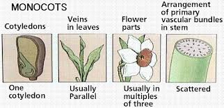 <ul><li><p>one <span style="line-height: 19px;"><span>cotyledon</span></span></p></li></ul><ul><li><p>floral parts in <span style="line-height: 19px;"><span>threes</span></span></p></li><li><p><span style="line-height: 19px;"><span>parallel </span></span>leaf veins</p></li><li><p>pollen grain has <span style="line-height: 19px;"><span>one </span></span>pore or furrow</p></li><li><p>vascular bundles throughout the stem’s ground <span style="line-height: 19px;"><span>tissue</span></span></p></li></ul><p></p>