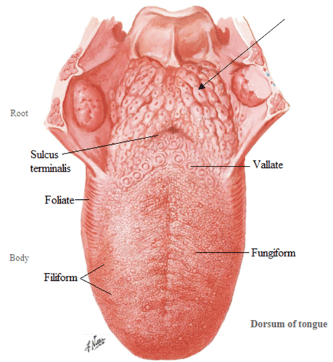 <p>false; these are lingual tonsils</p>