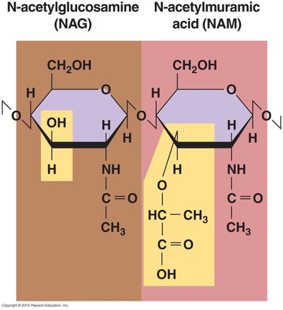 <p>Functions: protection from changes of osmotic pressure, maintains: shape, structure, or cell. Identification of bacteria (gram stain and acid-fast stain), cell wall = site of action of certain antibodies</p><p>Structure: Made of peptidoglycan (in bacteria).</p>