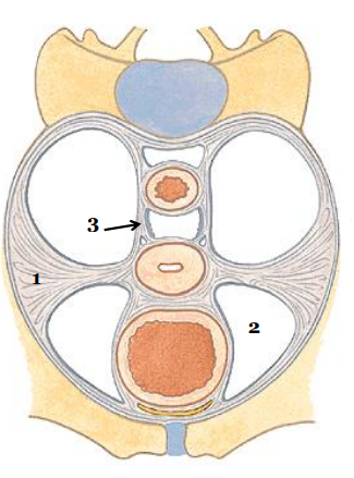 <p>aparat więzadłowy macicy</p>