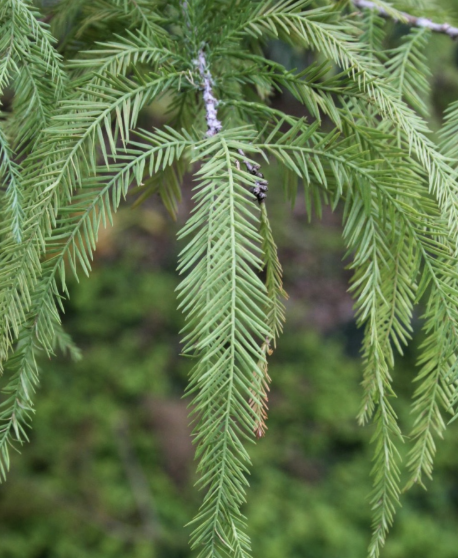 <p>bald cypress</p>