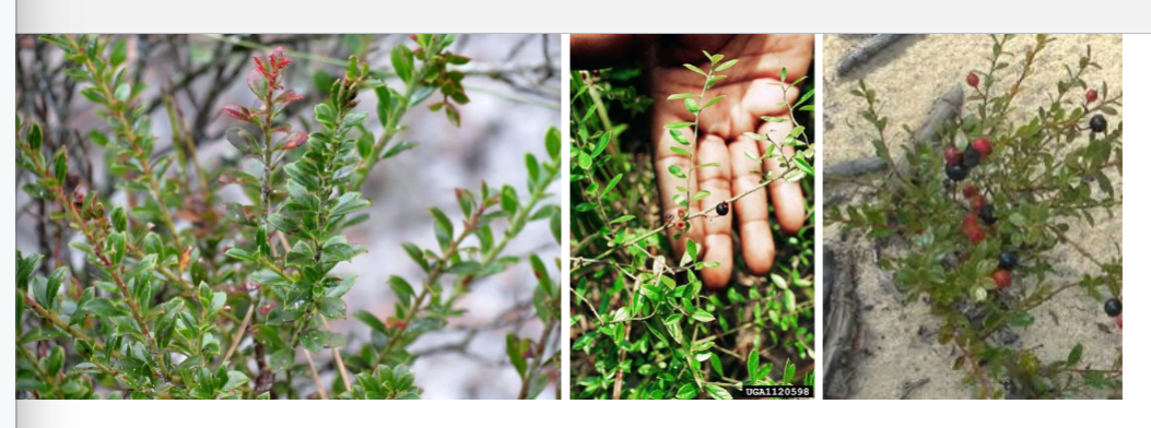 <p>shiny blueberry, Ericaceae family</p><p>short with small leaves</p><p>blueberry</p>