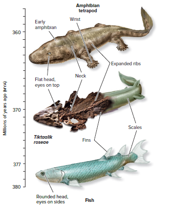 Evolution of tetrapods.
