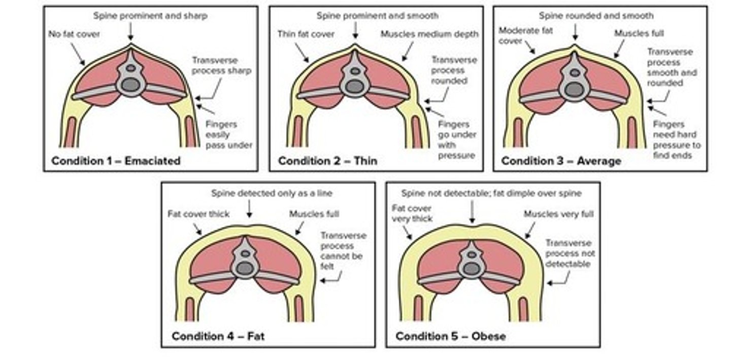 <p>Obese. Very thick fat cover. Both spinous process and transverse process cannot be felt. Fat dimple can be detected over spine.</p>