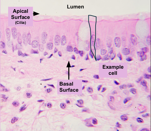 <p>mucus; respiratory tract (nasal Cavity, trachea, bronchi); cilia&nbsp;</p>