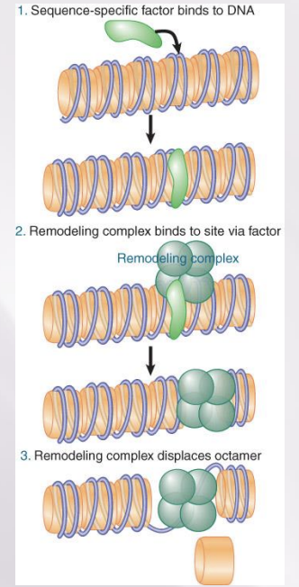 <ul><li><p>A remodeling complex does not itself have specificity for any particular target site, but must be recruited by a component of the transcription apparatus.</p></li><li><p>Remodeling complexes are recruited to promoters by sequence-specific activators.</p></li><li><p>The factor may be released once the remodeling complex has bound.</p></li><li><p>Transcription activation often involves nucleosome displacement at the promoter.</p></li><li><p>Promoters contain nucleosome-free regions flanked by nucleosomes containing the H2A variant (involved in keeping things turned off) H2AZ (Htz1 in yeast)</p></li></ul>