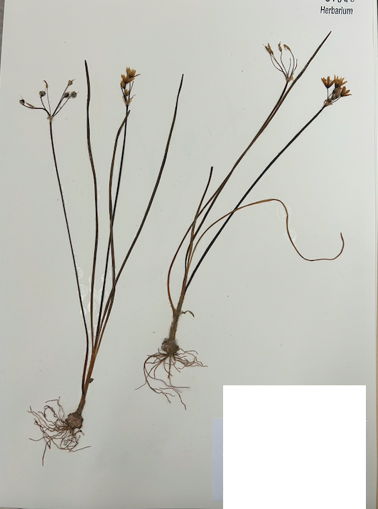 <p>Order? Family? Subfamily?</p>