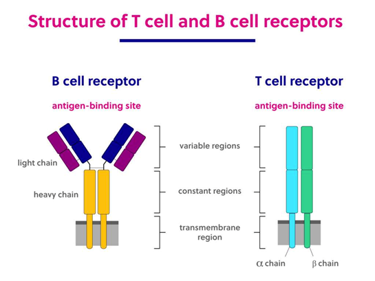 <p>BCR is a Y shape, TCR is an I shape</p>