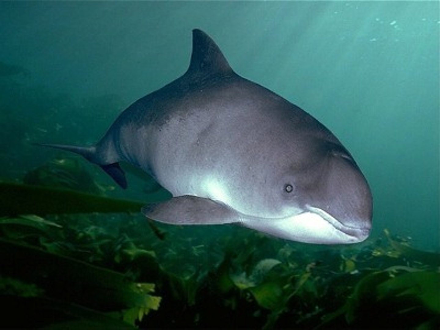 <p>sea animal that looks similar to a dolphin and breathes air</p>