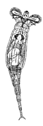 <p>rotifers, moist soils and mosses, filter feed, coelomates</p>