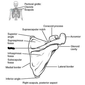 <p>a pointed process</p>