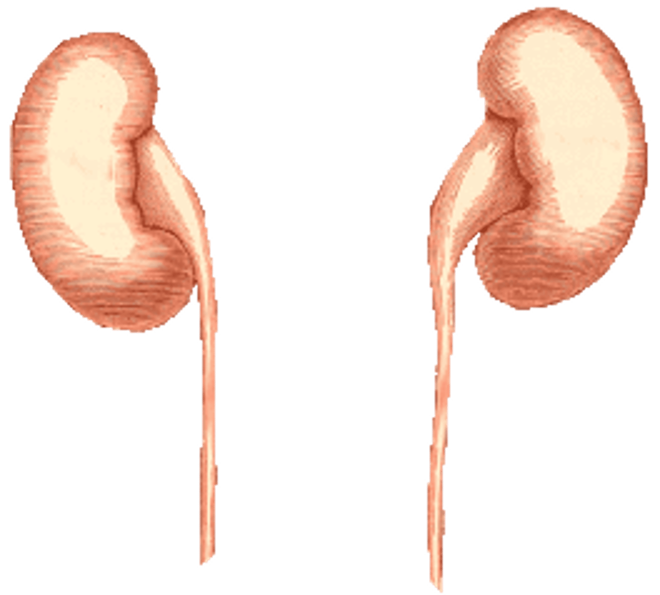 <p>kidney noun.</p>
