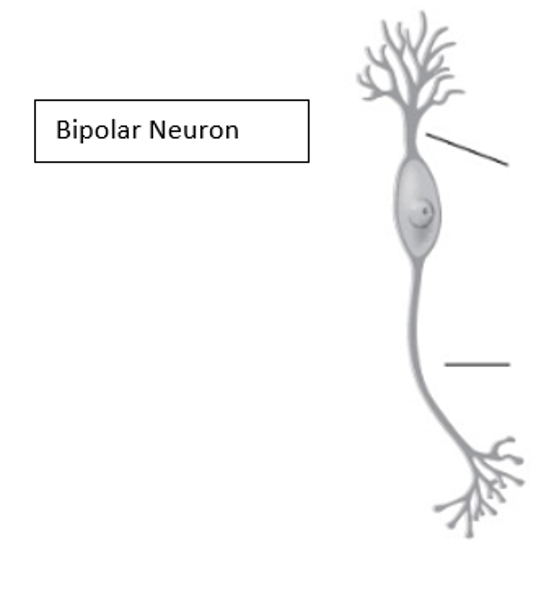 <p>What type of neuron is in the image?</p>