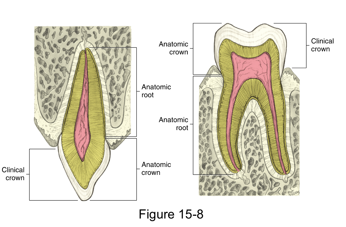 <p><span style="color: rgb(0, 0, 0)"><em>The clinical root</em></span></p>