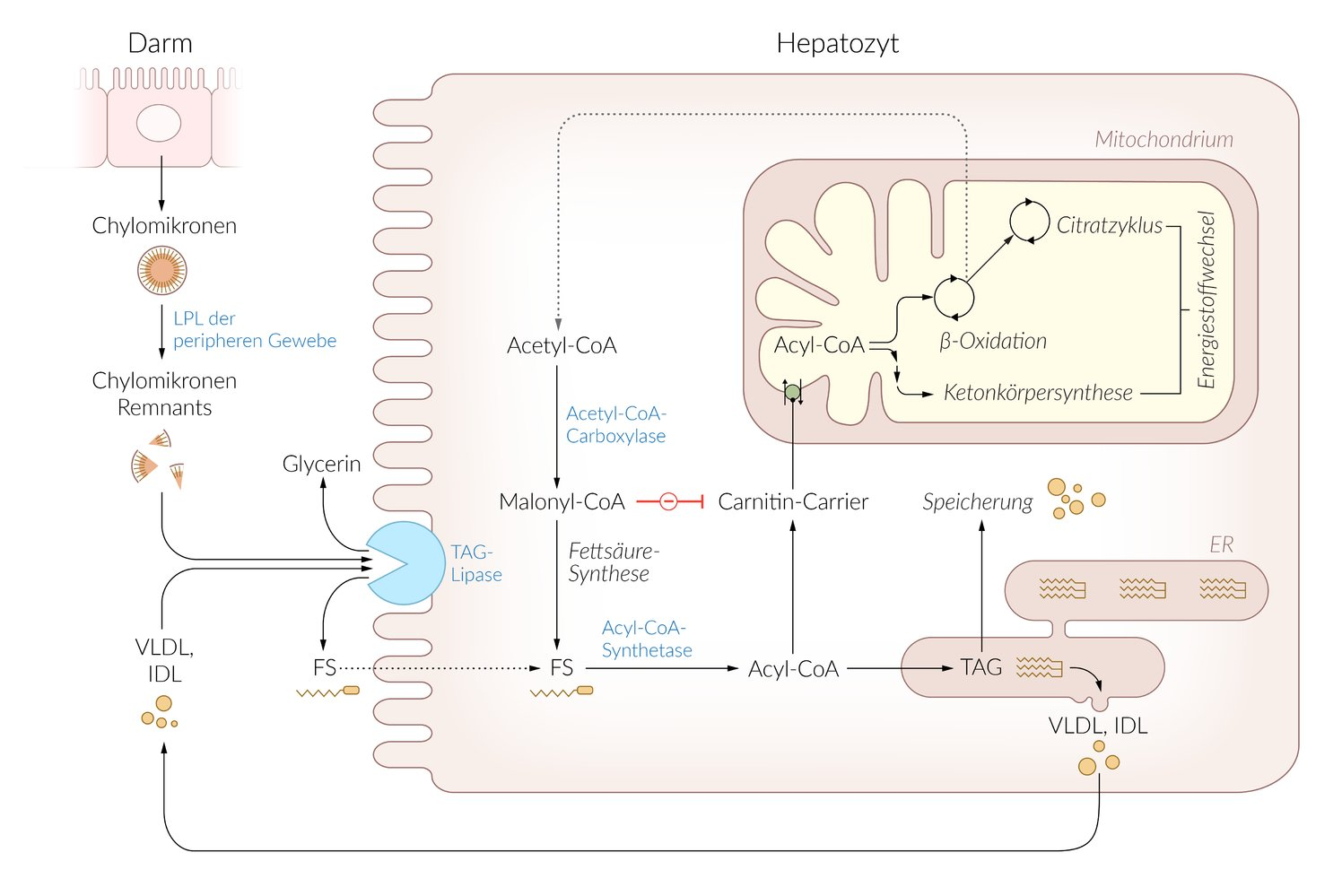 <p>B. Fatty acid oxidation</p>