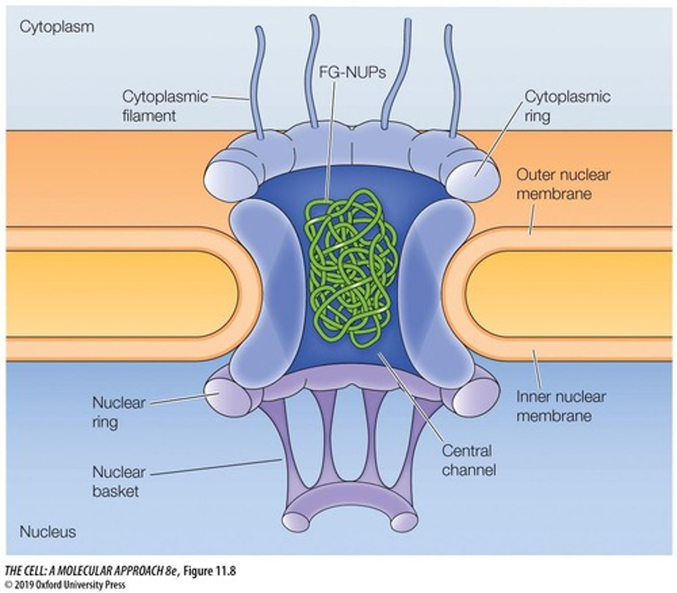 <p>A large protein complex that regulates the transport of molecules between the nucleus and cytoplasm.</p>