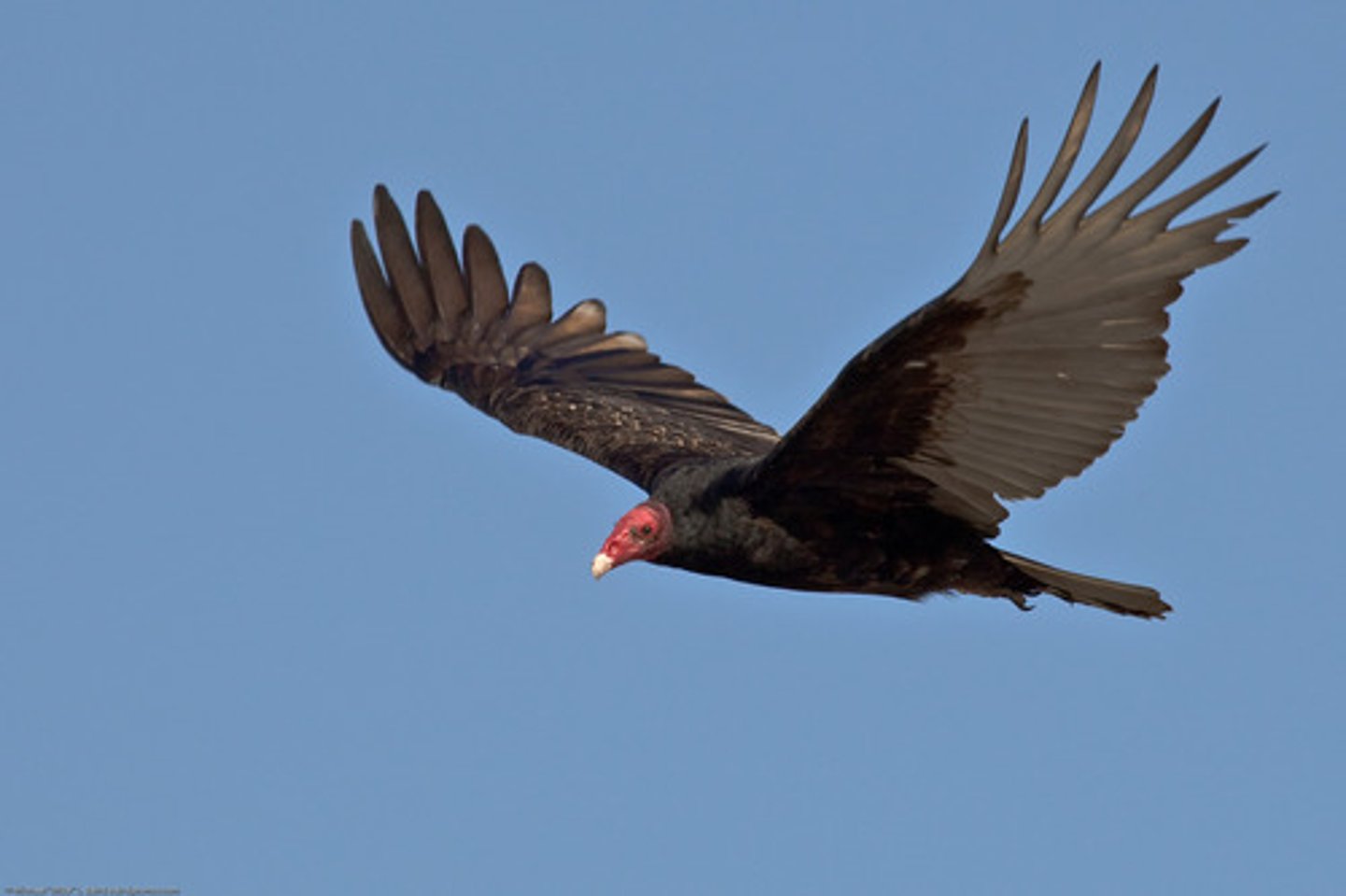 <p>Accipitriformes</p>