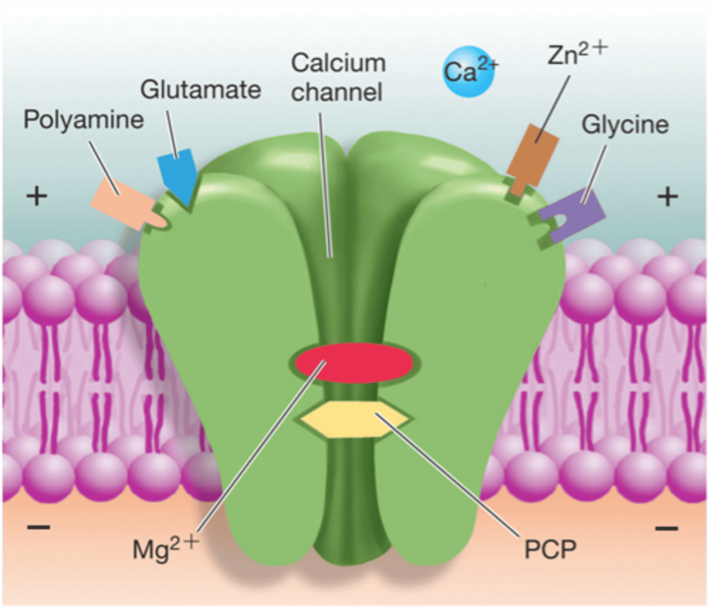 <p>- downer drug, developed to mimic ketamine</p><p>- relative of ketamine; higher doses: trance state</p>