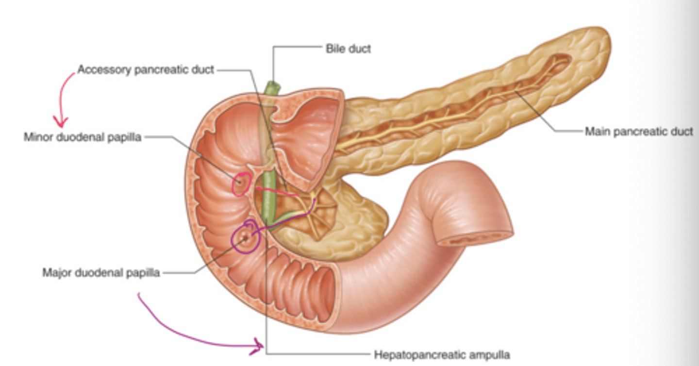 <p>smaller duct that empties directly into duodenum via minor duodenal papillae (NOTICE this is ONLY pancreatic juices NOT BILE)</p>